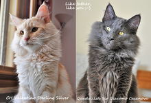 Valentino Casanova.png