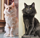 Valentino Casanova1.png