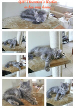 Aeolia new home.jpeg