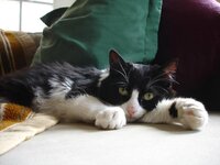 xnoudaki fountoto.jpg