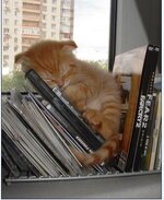 Πορτοκαλί γατάκι ανάμεσα σε βιβλία.jpg