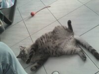 they see me rollin.jpg