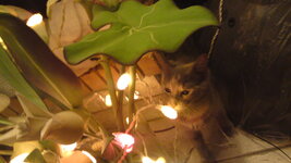 Aprosdioristikotita 347.JPG