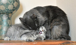 Aeolia with daddy Casanovaa.JPG