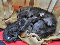 Calypso 2 months old with daddya.JPG