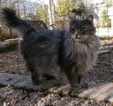 κουκλος 1.jpg