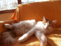 Κουκλος 2.jpg