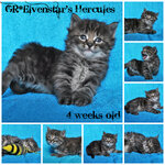 Hercules 4 weeks old.jpg