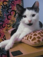 katafygio zarou 079.jpg