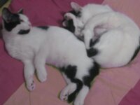 zaratoustra teen 010.jpg