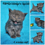 Jason 4 weeks old.jpg