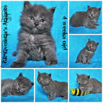 Atalante 4 weeks.jpg