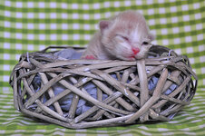 Chrysanthos one week olda.JPG