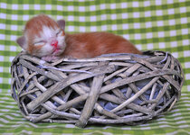 Helios one week oldb.JPG