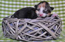 Iris one week olde.JPG