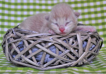 Pyros one week olde.JPG