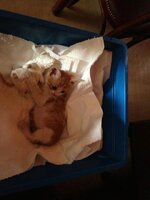 prigkhpissa.jpg prigkhpissa.jpg