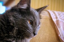 Asterios 4,5 months.jpg