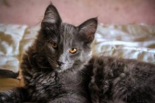 Asterios 4,5 monthsa.jpg