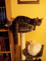 Hercules 4,5 months.jpg