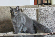 Άργος 4,5 μηνών.jpg