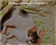 ΓΑΤΑΚΙ ΦΕΛΙΣΙΑΣ.jpg