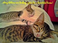 ΓΑΤΑΚΙΑ ΦΕΛΙΣΙΑΣ!.jpg