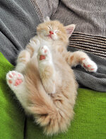 Pyros 7 weeks old sleeping.JPG