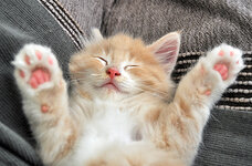 Pyros 7 weeks old sleepinga.JPG