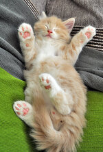 Pyros 7 weeks old sleepingb.JPG