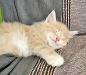 Pyros 7 weeks old sleepinge.JPG