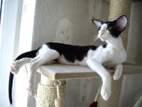 Oriental Shorthair2.jpg