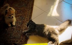 Asteris 5 monthsb.jpg