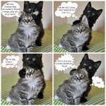 Arctouros ear dresser.jpg