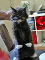 Orion caught red handed.JPG