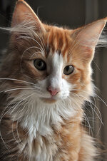 Helios 14 weeks old (4).JPG