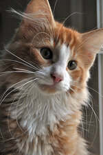 Helios 14 weeks old (5).JPG