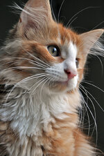 Helios 14 weeks old (6).JPG