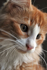 Helios 14 weeks old (8).JPG