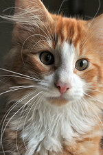 Helios 14 weeks old (9).JPG