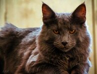 Asterios 7 months.jpg