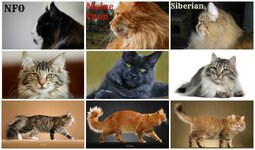 NFO,Maine Coon,Siberian.jpg
