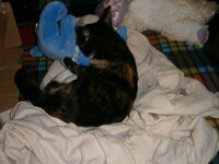 PC030003.jpg PC030003.jpg