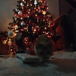 IMG_0655.JPG (2).JPG