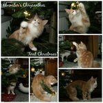 Chrysanthos first Christmas.jpg