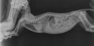 γατάκι ακτινογραφία_04-01-14.jpg