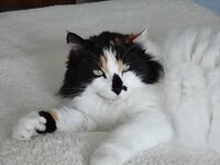 Lady of Pareklissia.jpg