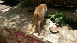 20140628_143304_resized (1).jpg