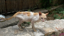 20140628_143052_resized (1).jpg