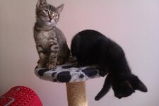 Download 6-1-13 161.jpg